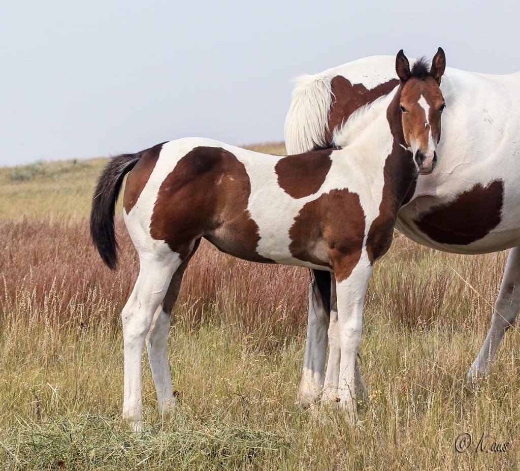 Dash For Perks barrel horse prospect for sale.