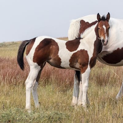 Dash For Perks barrel horse prospect for sale.