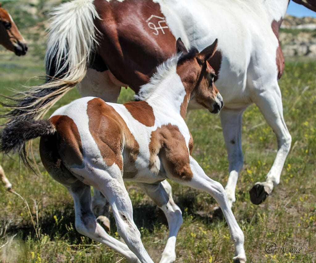 Fast, athletic barrel racing prospect. Double bred Dash For Cash.