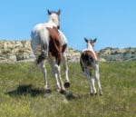 Paint filly running away!