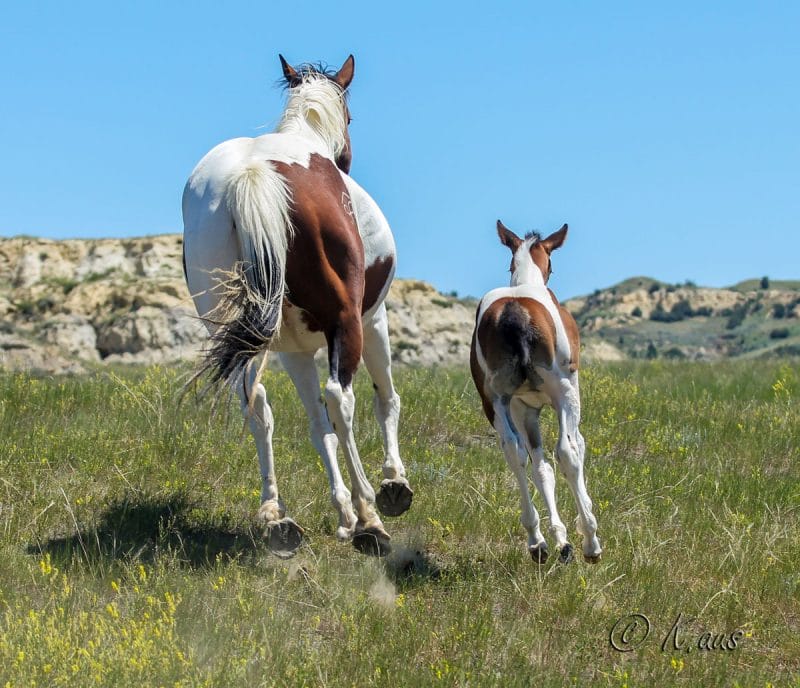 Paint filly running away!