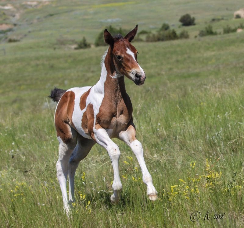 Double bred Dash For Cash filly running up hill.