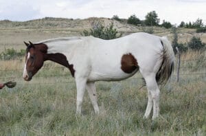 Daughter of My Indian Money out of Stakes Producing Daughter of Dash For Cash