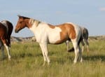 Doc My Dun Money - Paint gelding for sale