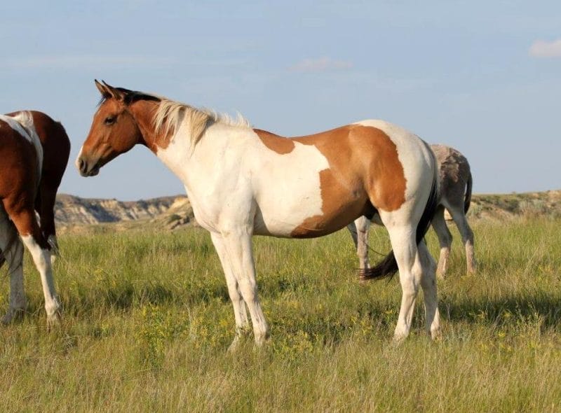 Doc My Dun Money - Paint gelding for sale