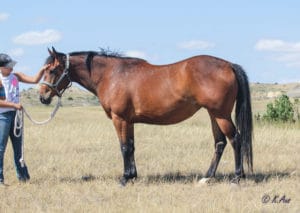 Paint mare for sale