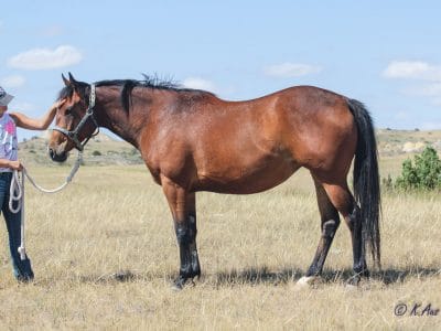 Paint mare for sale