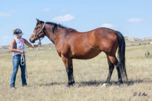 Paint mare for sale