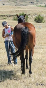 Paint mare for sale