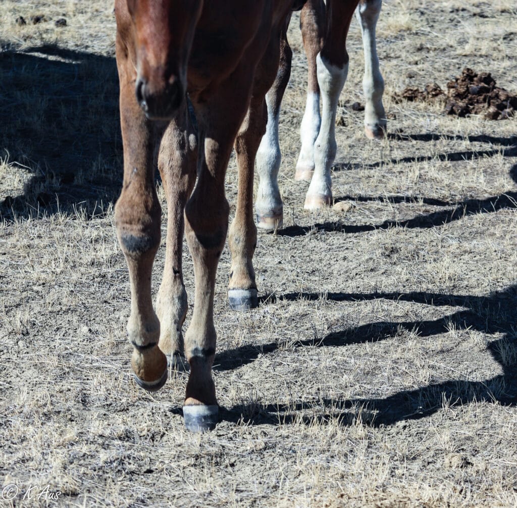Foals walking toward the camera