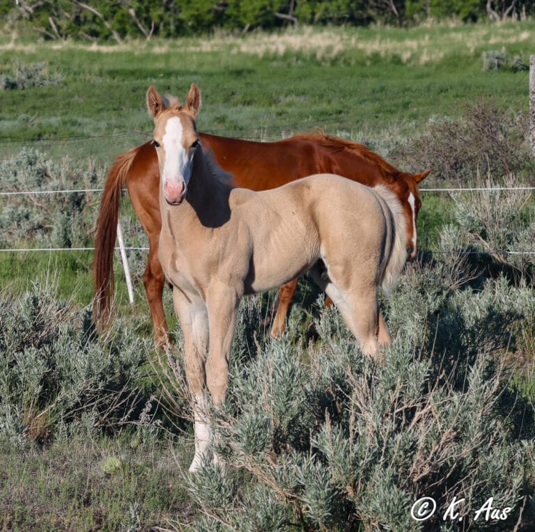 Palomino colt - CCs Last Warrior & VF Chase This