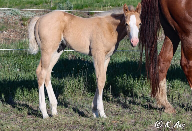 Flashy rope horse prospect for sale