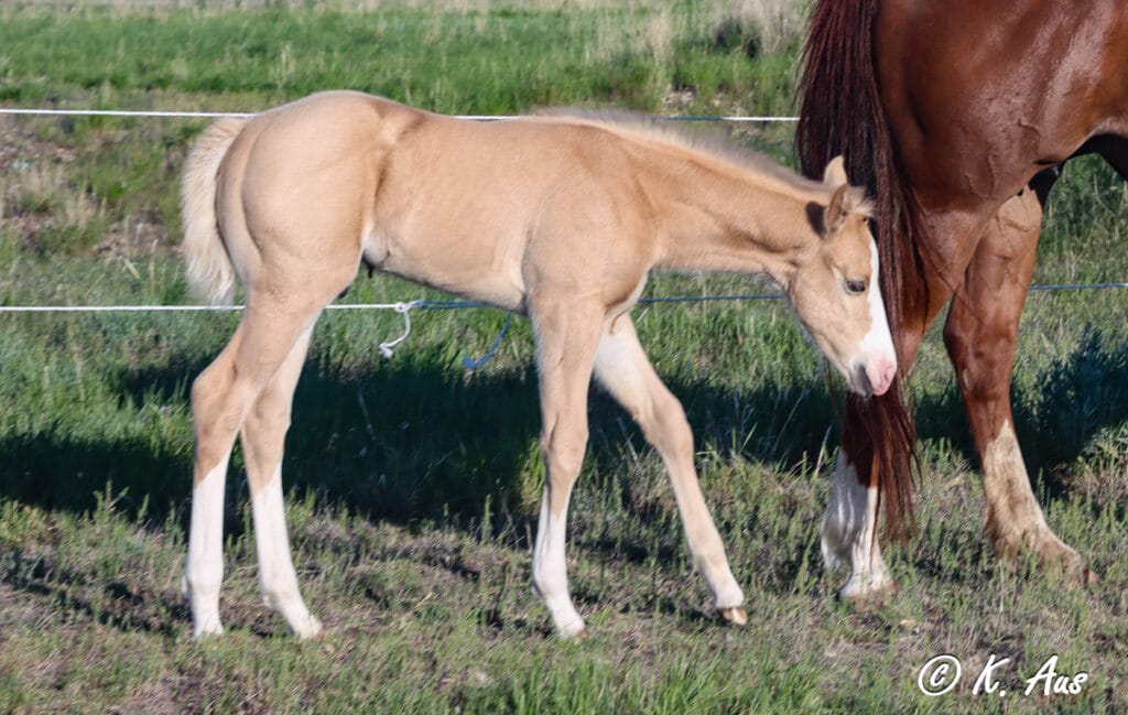 Palomino rope horse prospect for sale