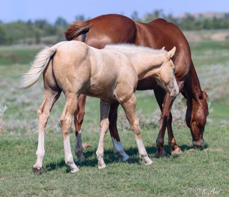 Palomino rope horse prospect. CCs Last Warrior, Frenchmans Guy, Ivory James breeding.