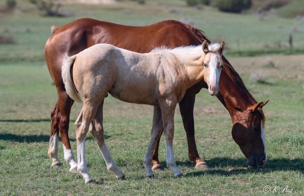 Palomino rope horse prospect in the pasture with his dam. CCs Last Warrior, Frenchmans Guy, Ivory James breeding.