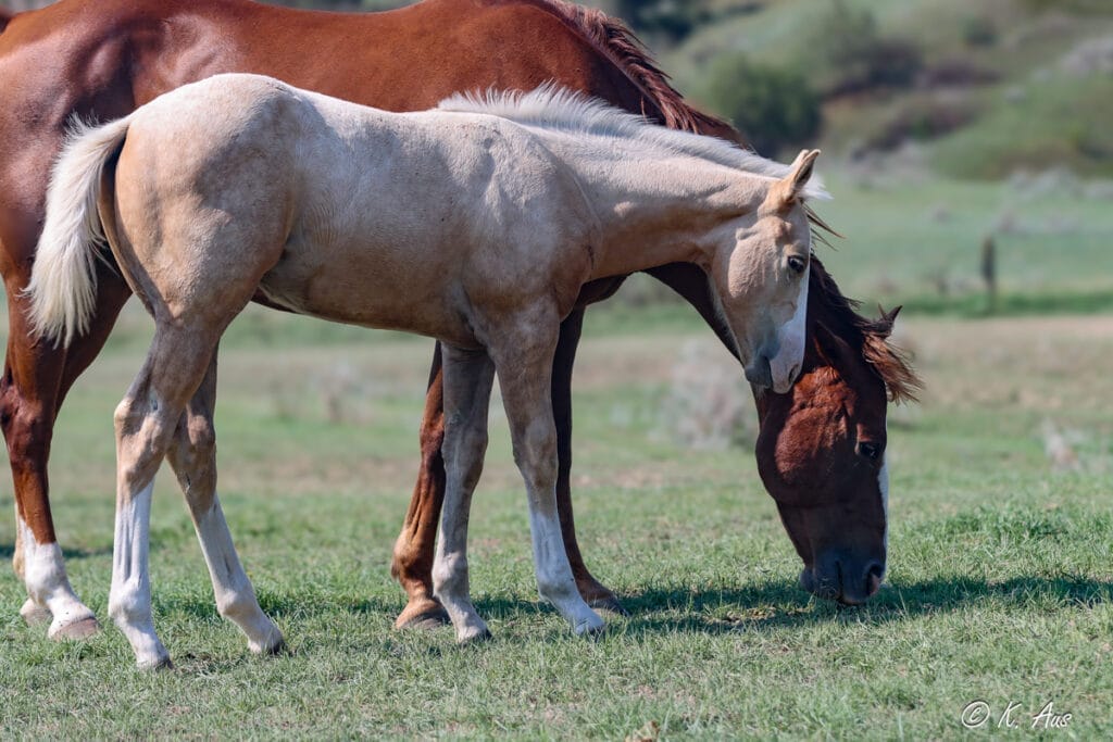 Palomino rope horse prospect. CCs Last Warrior, Frenchmans Guy, Ivory James breeding.