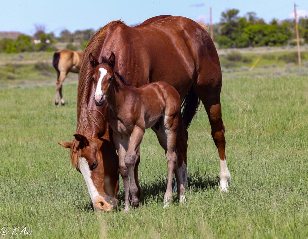 Grandson of Ivory James and CCs Last Warrior - Solid APHA barrel prospect with his dam