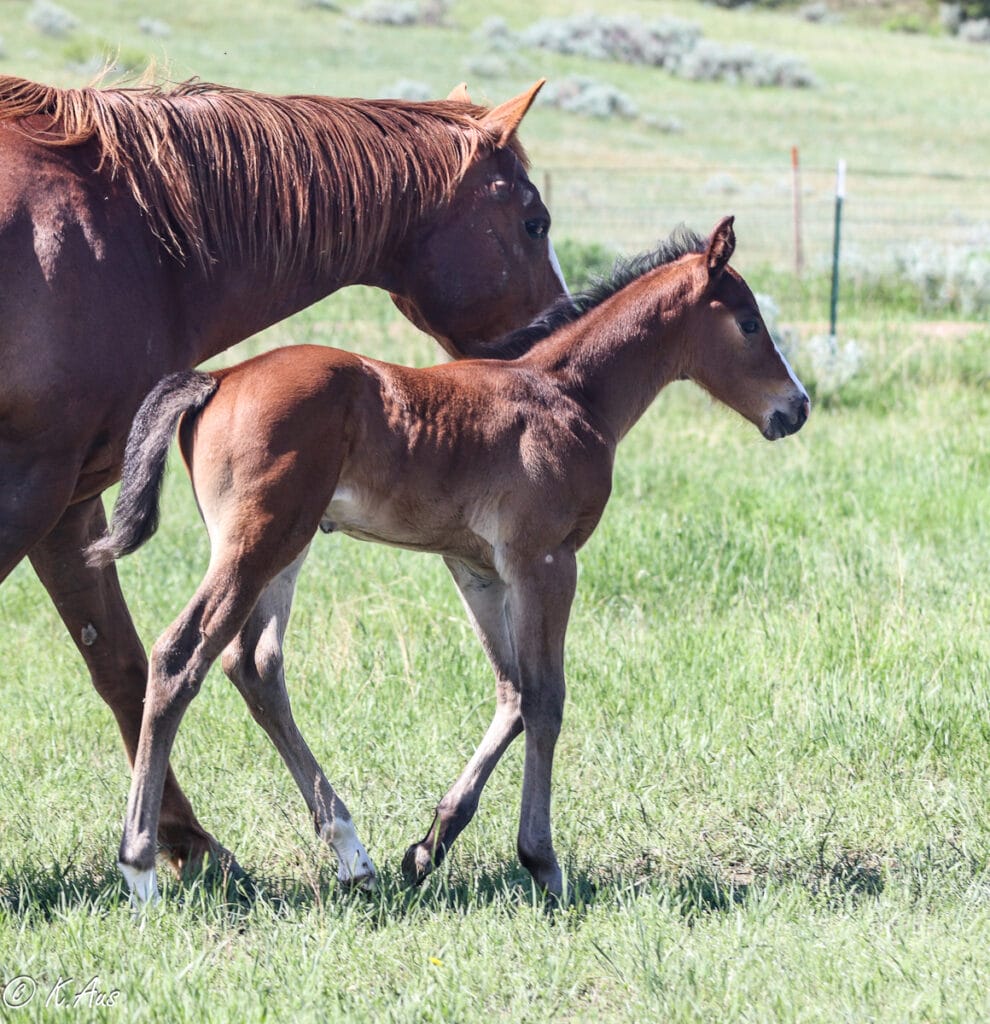 Grandson of Ivory James and CCs Last Warrior - Solid APHA barrel prospect