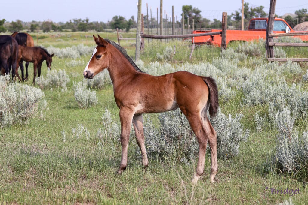 APHA grandson of Ivory James and CCs Last Warrior