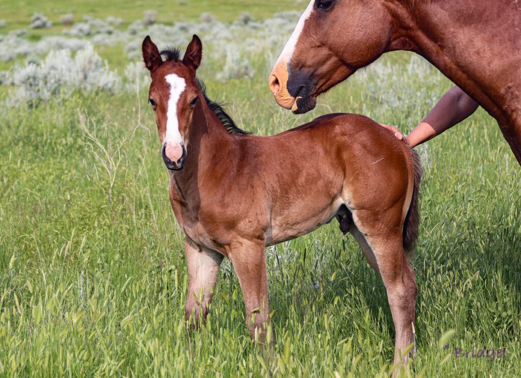 Grandson of Ivory James