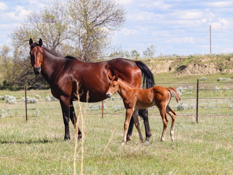 Young foal with his dam.  Walking.