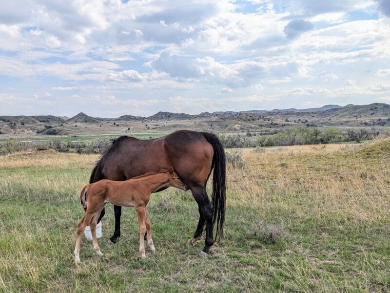 Newborn colt nursing with the badlands in the background.