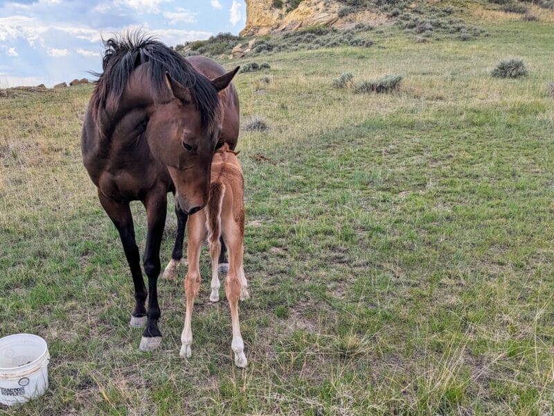 Mare nuzzling her newborn foal as he nurses