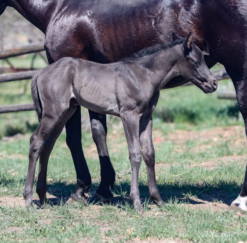 Barrel and rope horse prospect - CCs Last Warrior and Raise Your Glass breeding
