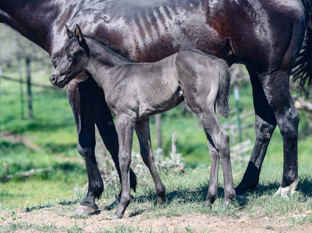 Black barrel and rope horse prospect for sale