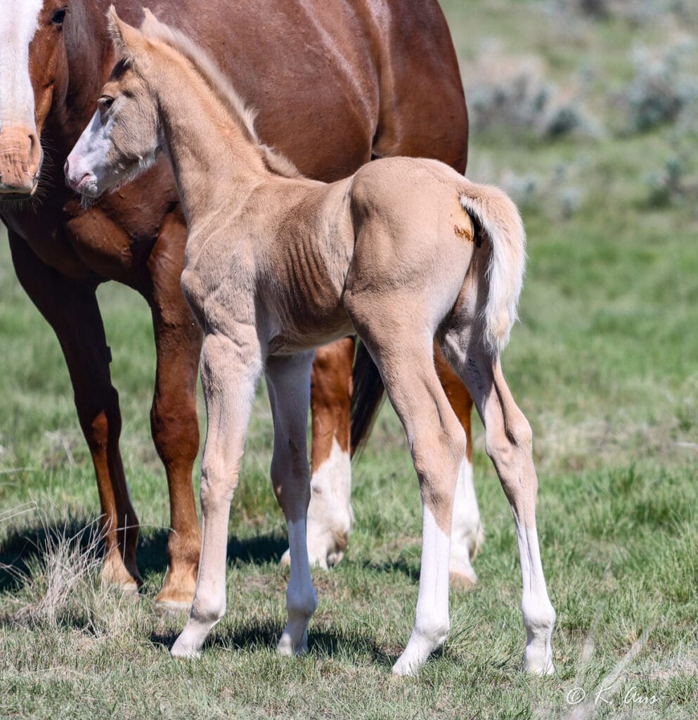 Flashy palomino colt for sale with great barrel and rope horse pedigree.
