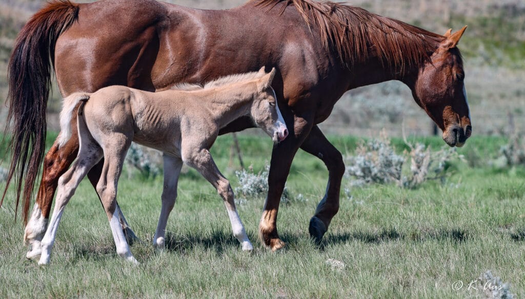 Flashy palomino colt for sale with great barrel and rope horse pedigree.