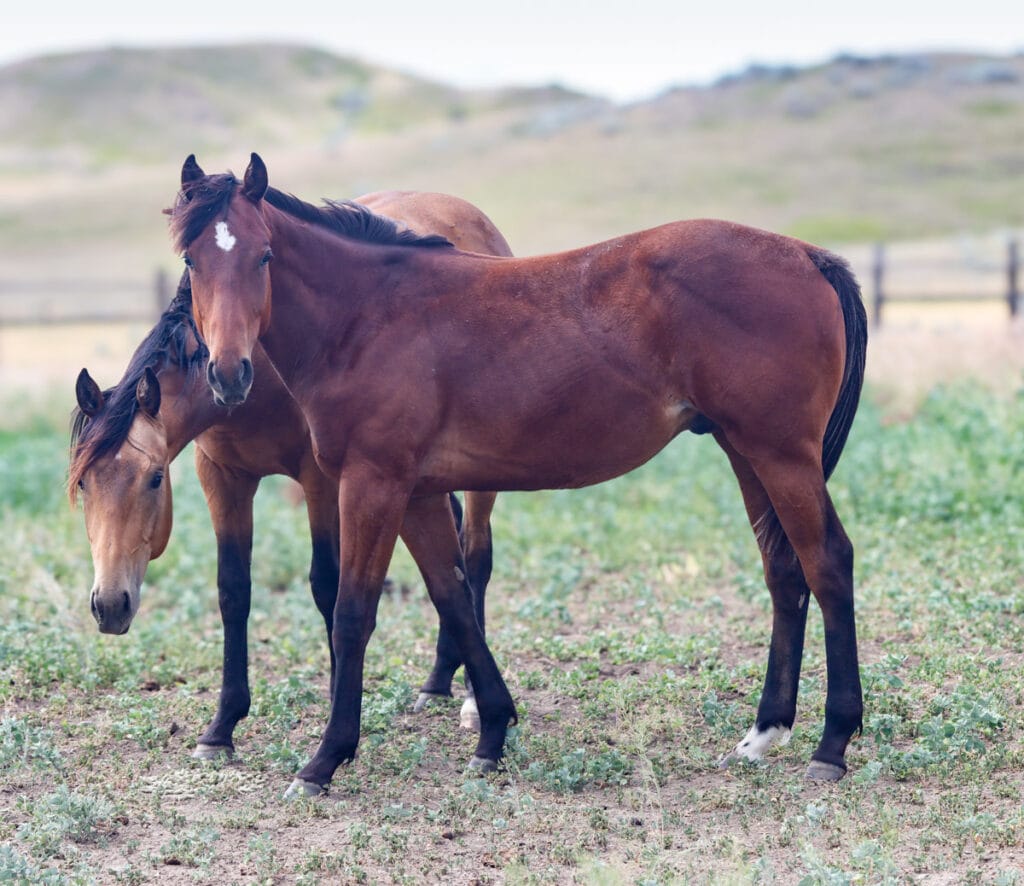 Bay yearling gelding - professional barrel horse prospect with Dash For Perks and Ivory James breeding