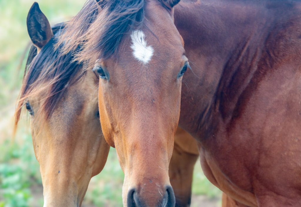 Beautiful face shot of a bay yearling gelding with star