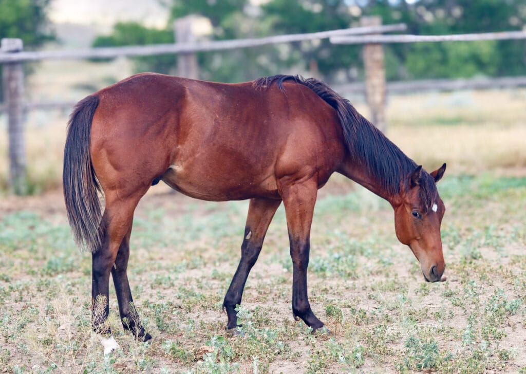 Bay yearling gelding - professional barrel horse prospect with Dash For Perks and Ivory James breeding