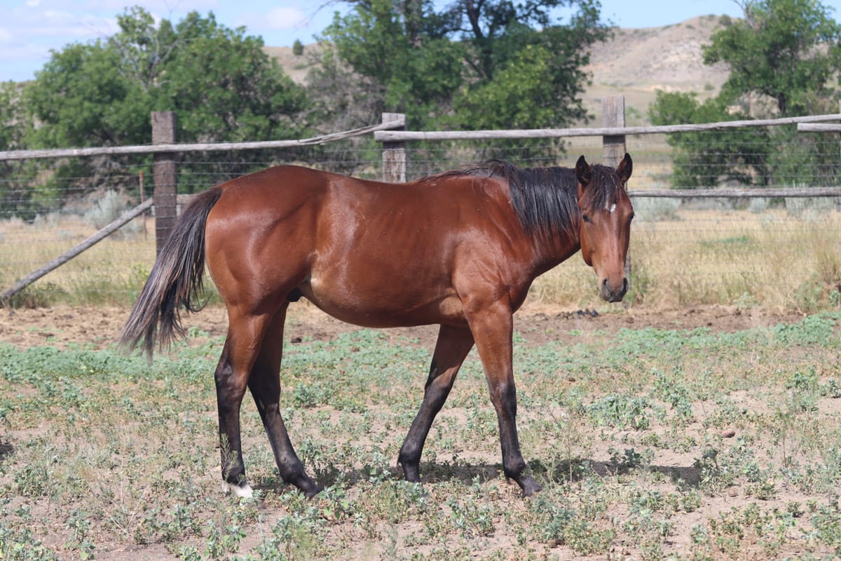 Quarter Horse colt - barrel racing prospect with Ivory James and Dash For Perks breeding