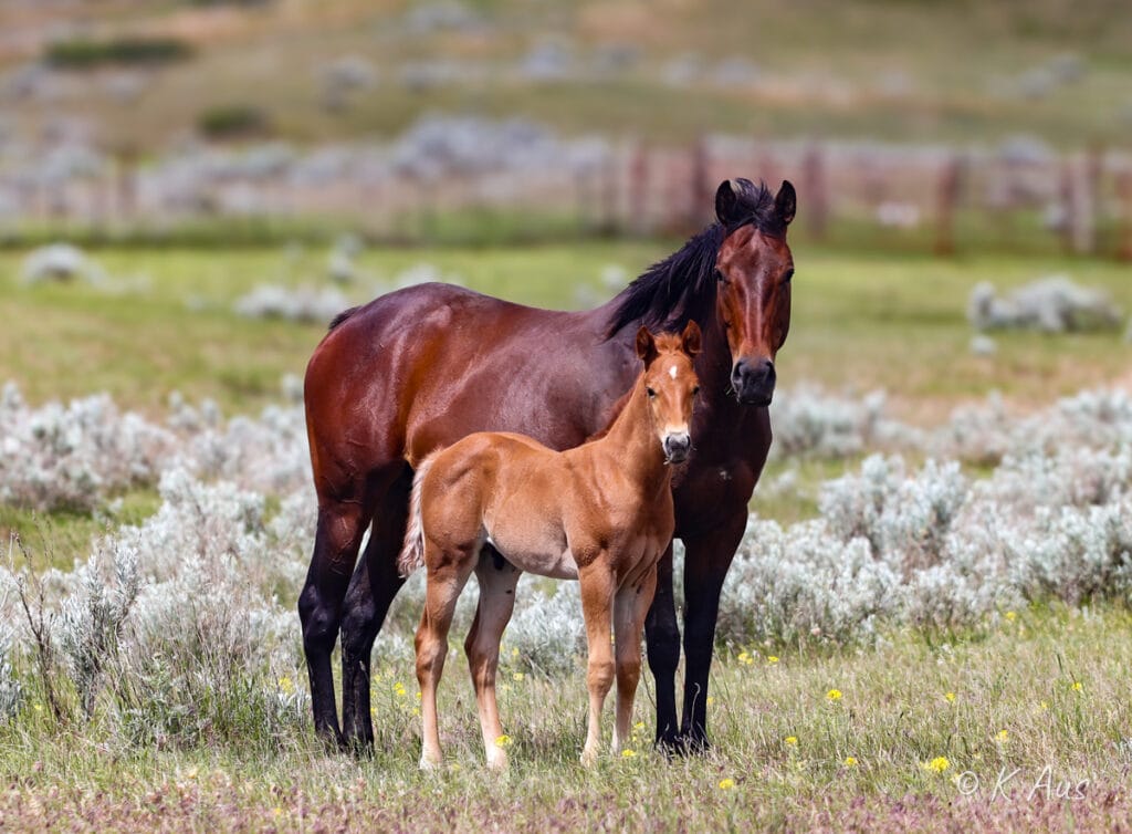 Gorgeous granddaughter of Seattle Slew and her 2024 colt. He's a barrel prospect and is for sale.