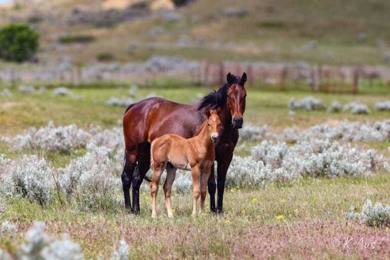 Granddaughter of Seattle Slew with her foal by CCs Last Warrior.