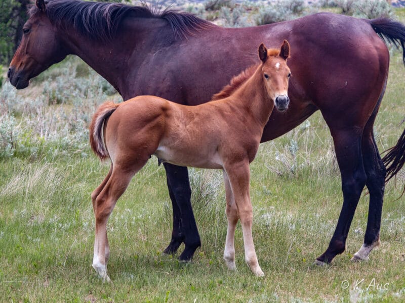 Good looking, athletic barrel prospect by CCs Last Warrior with Seattle Slew, Rare Bar and Possumjet breeding.