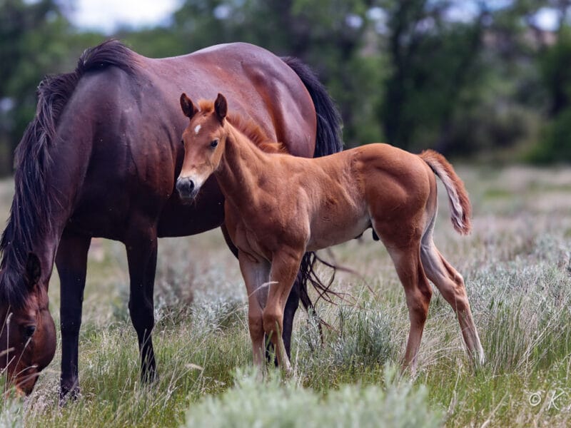 Big, strong, confident AQHA barrel prospect walking near his dam