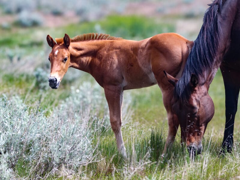 Flashy sorrel Appendix AQHA colt