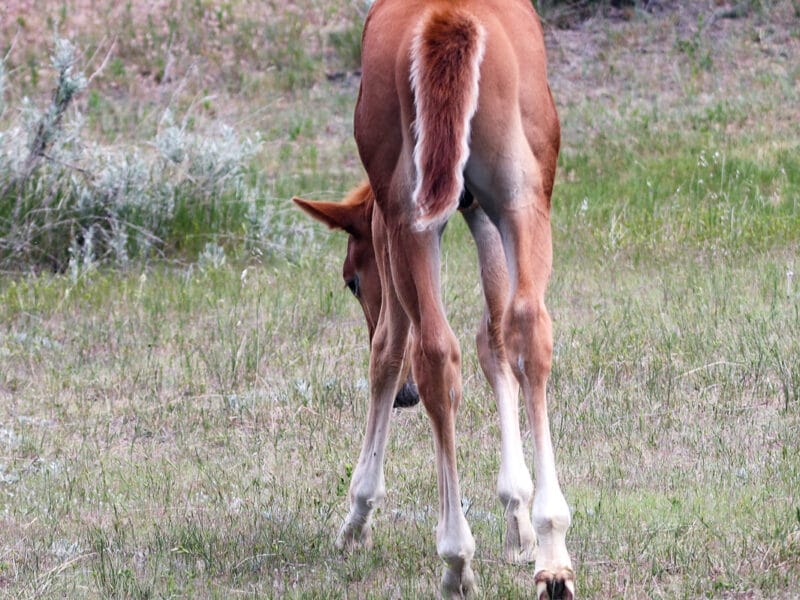 Colt walking away from the camera displaying his powerful hindquarter and correct hocks.