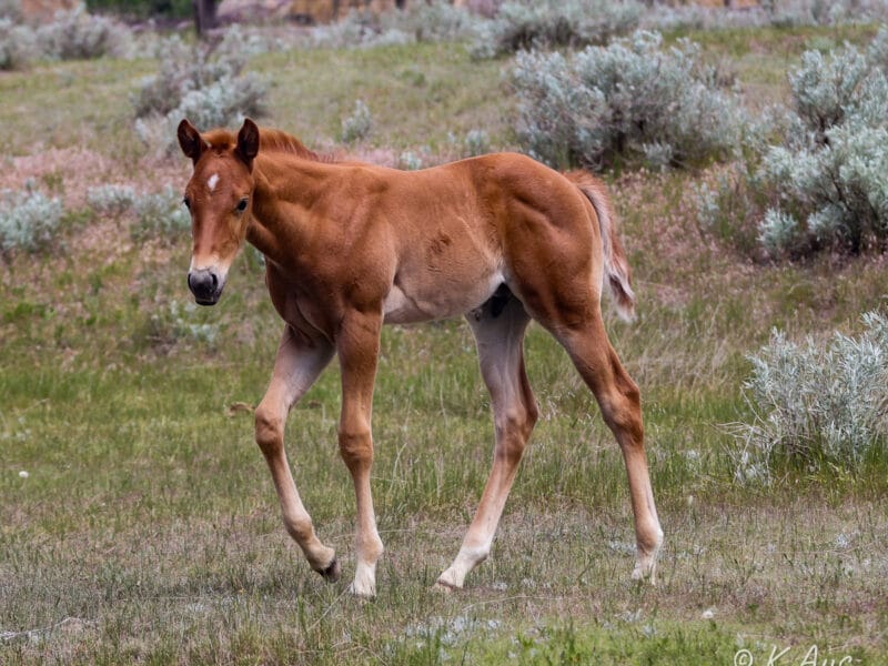 Barrel prospect colt walking