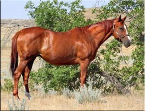 Stakes Placed Own Daughter of Dash For Cash