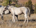 Buckskin tobiano gelding - athletic barrel prospect.