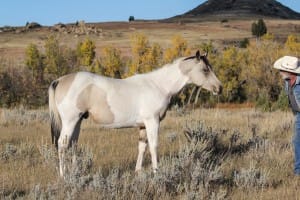 Buckskin tobiano gelding for sale.