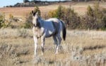 Buckskin tobiano gelding