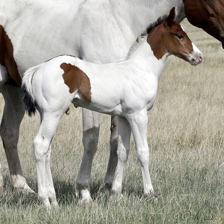 Barrel Horse or Rope Horse Prospect for Sale - Doc Bar, Indians Image, Western Native