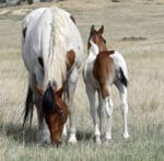 Barrel Horse or Rope Horse Prospect for Sale - Doc Bar, Indians Image, Western Native