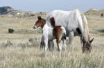 Barrel Horse or Rope Horse Prospect for Sale - Doc Bar, Indians Image, Western Native