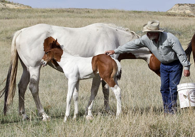 Barrel Horse or Rope Horse Prospect for Sale - Doc Bar, Indians Image, Western Native